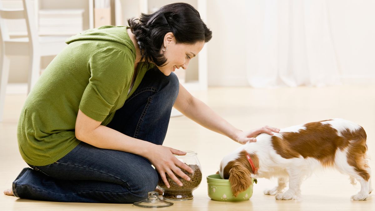why raw pet food